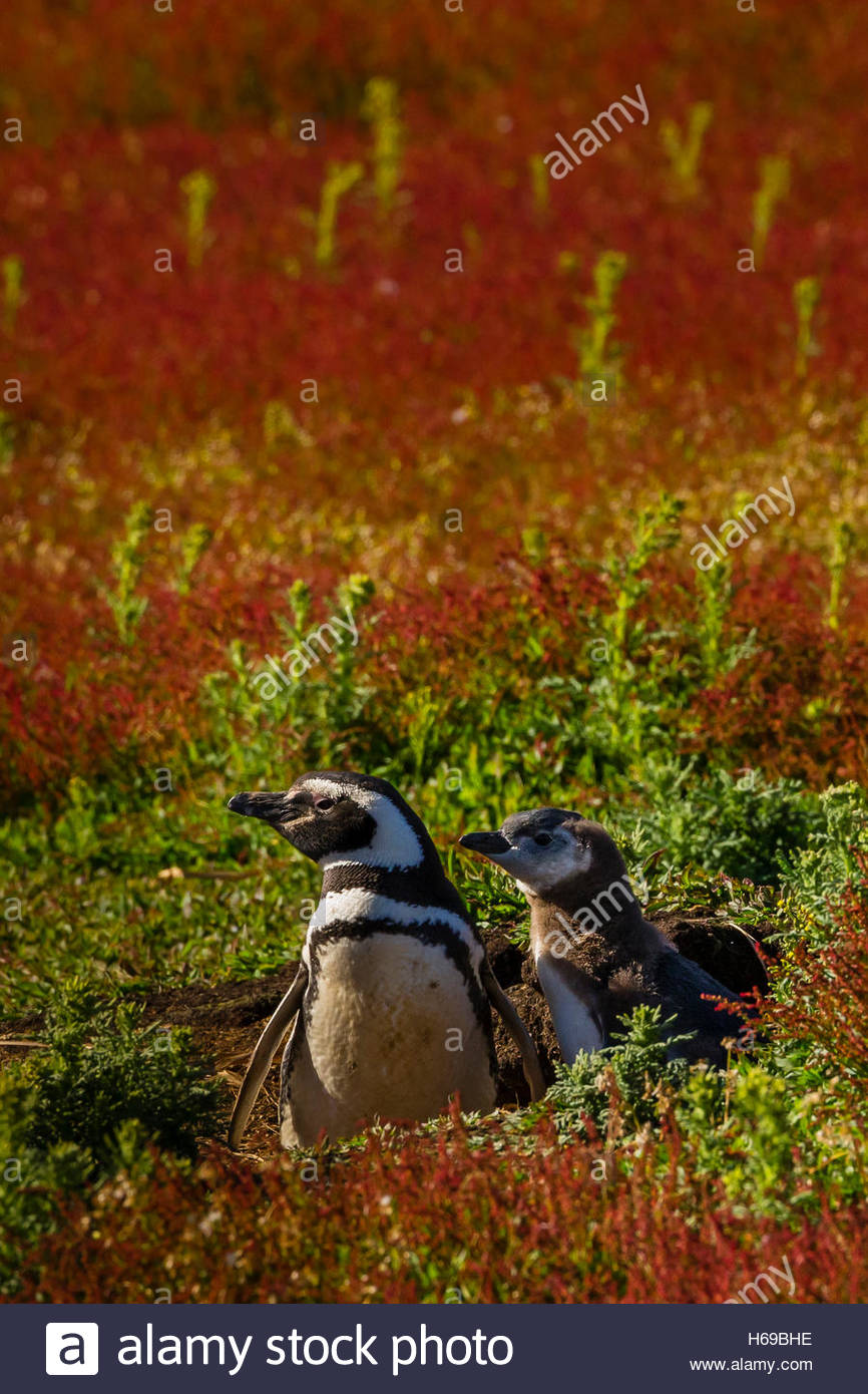 Due i pinguini di Magellano vicino il loro nido su Steeple Jason Island nelle isole Falkland. Foto Stock