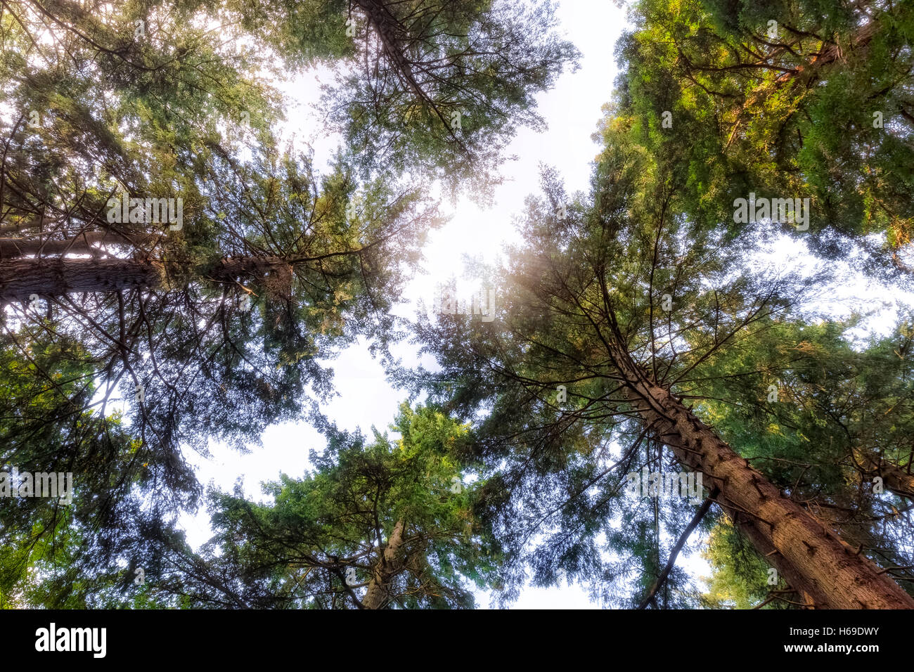 Blackwater, New Forest, Hampshire, Inghilterra, Regno Unito Foto Stock