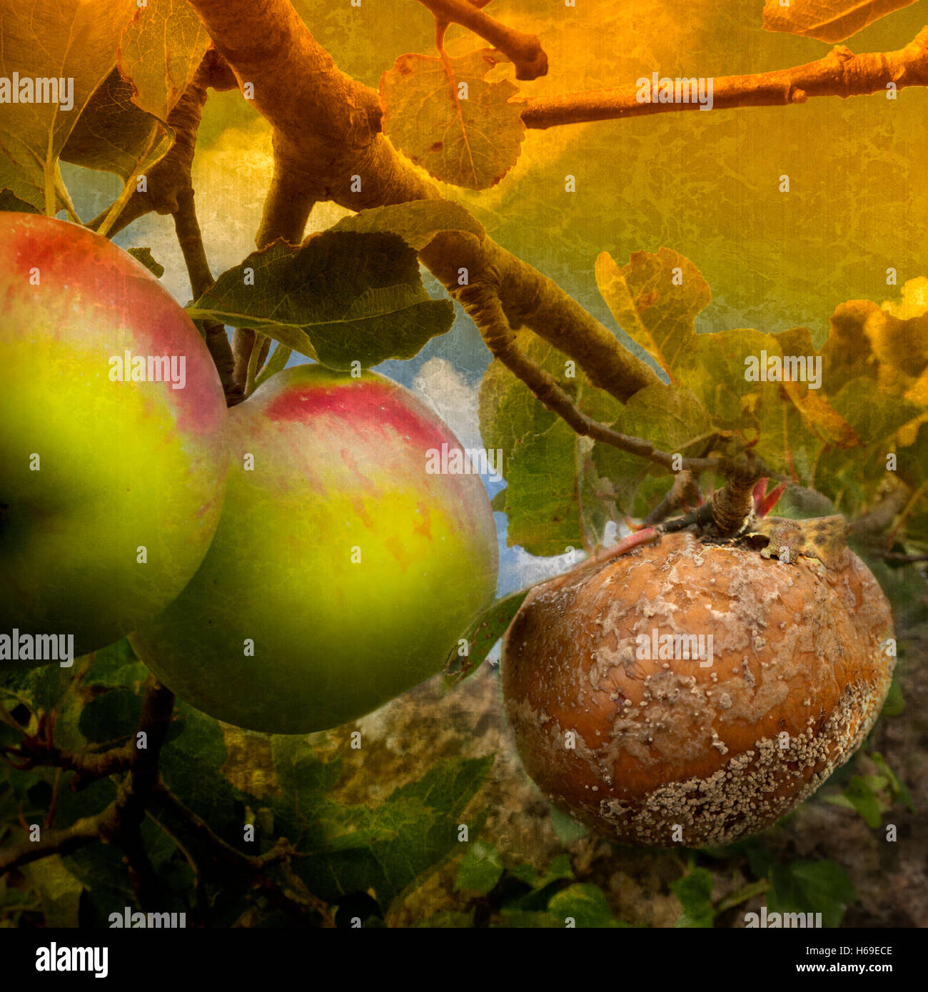 Immagine composita di una bad apple accanto a due buone mele nel gruppo di tre con sfondo stilizzato Foto Stock