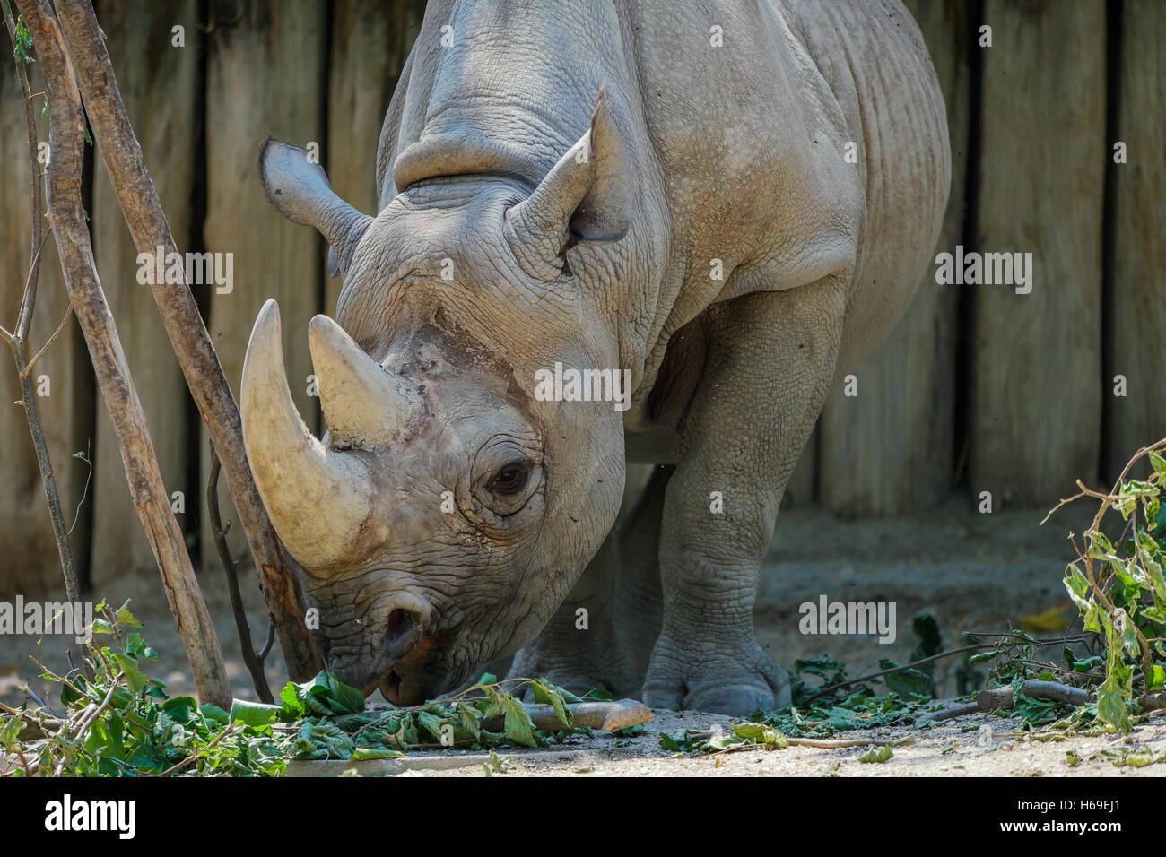 Un rinoceronte tieniti forte alla ricerca di un po' di cibo da mangiare Foto Stock