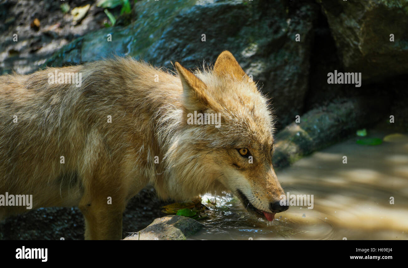 Un lupo assetato di acqua potabile da un laghetto Foto Stock