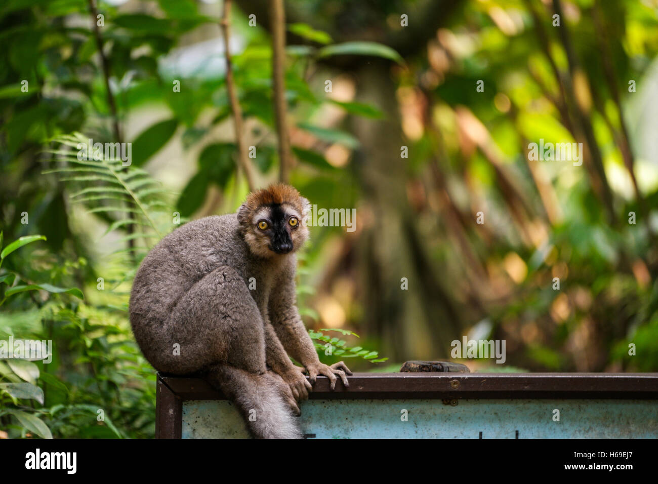 Un lemure con gli occhi gialli in un zoo Foto Stock