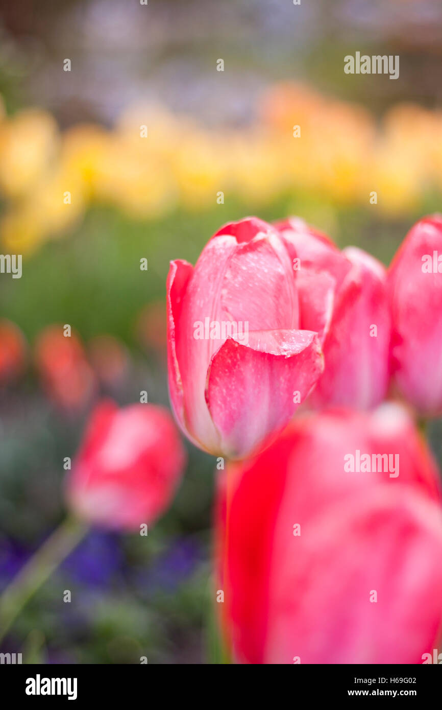 Tulip tulipani sbocciano fiori fiori fiori di primavera spring stile floreale stocchi verdi stili colore rosso primavera estate foglie colorate Foto Stock