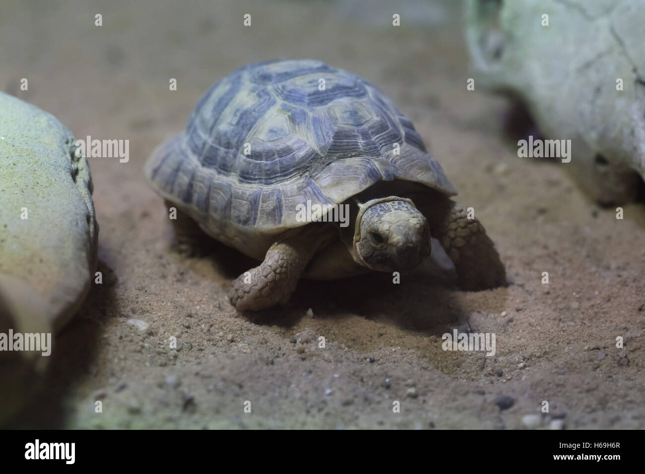 Russo (tartaruga Agrionemys horsfieldii), noto anche come l'Asia centrale o tartaruga Horsfield la tartaruga. La fauna animale. Foto Stock