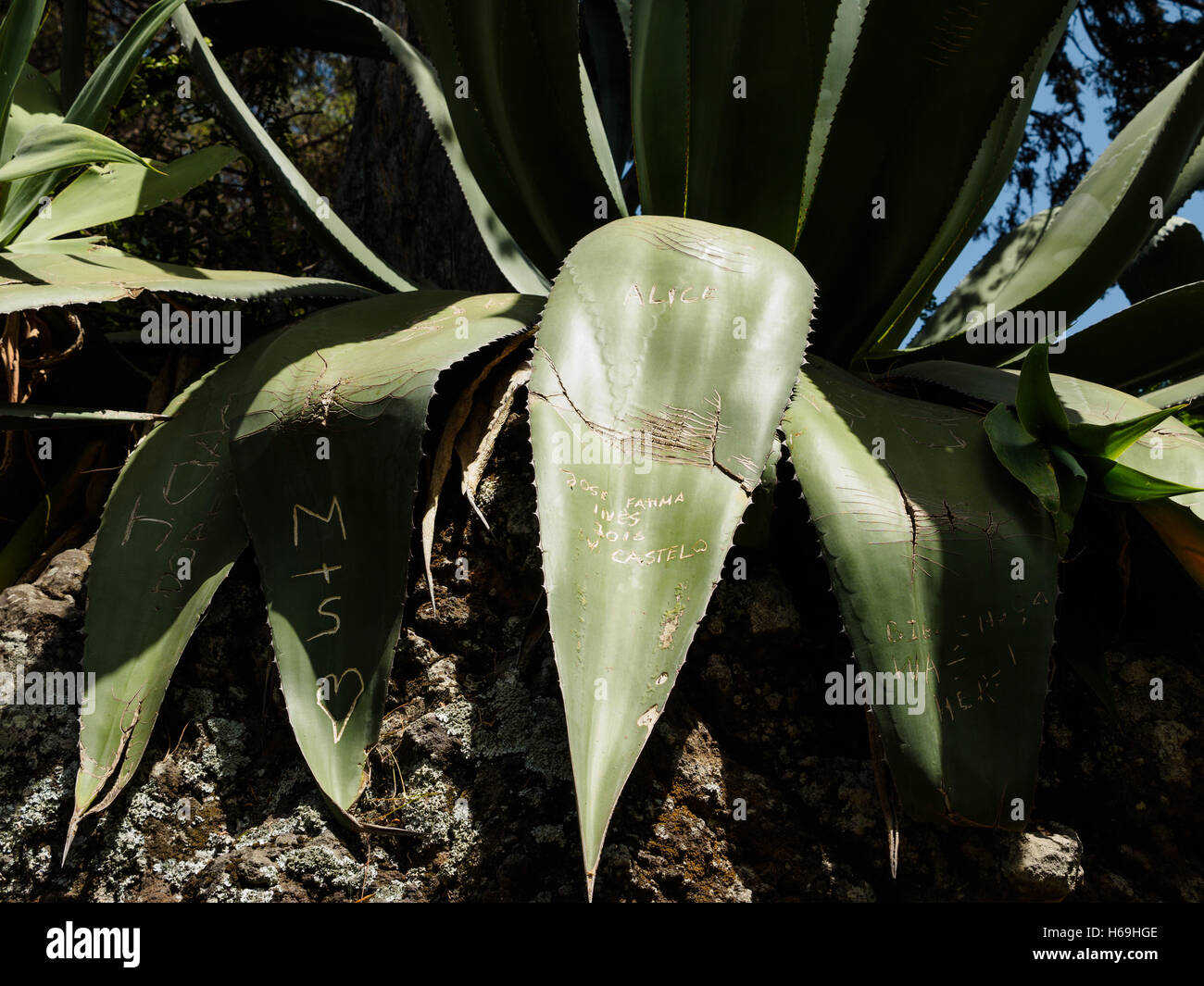 I visitatori del Madera giardino botanico di Funchal sono incisi i loro nomi e le sigle in alcune foglie di cactus Foto Stock