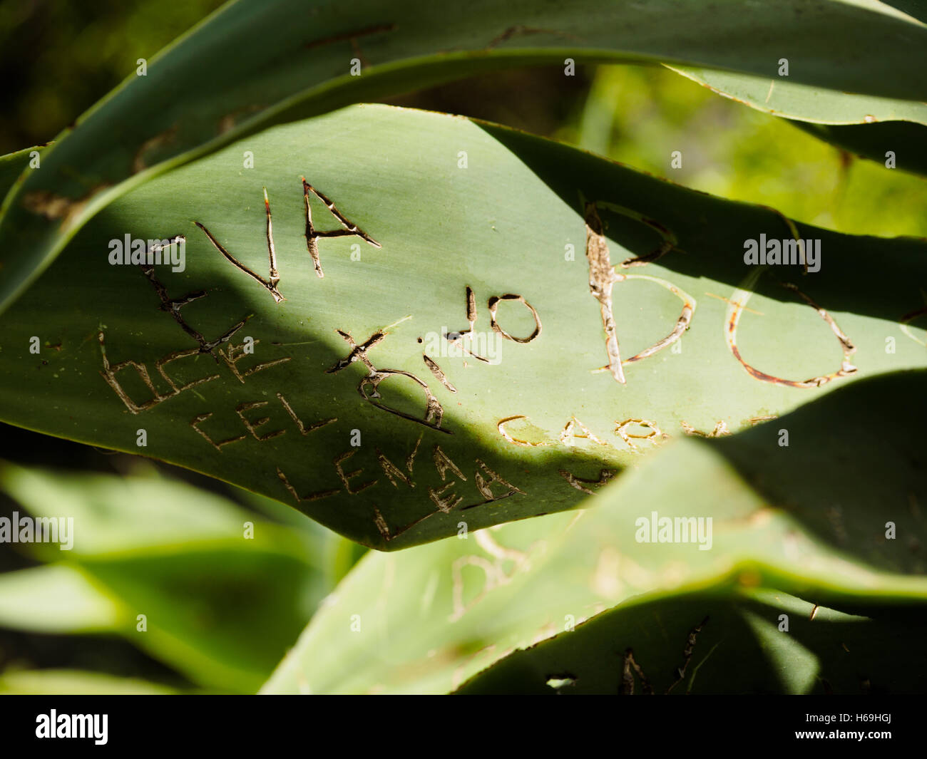 I visitatori del Madera giardino botanico di Funchal sono incisi i loro nomi e le sigle in alcune foglie di cactus Foto Stock