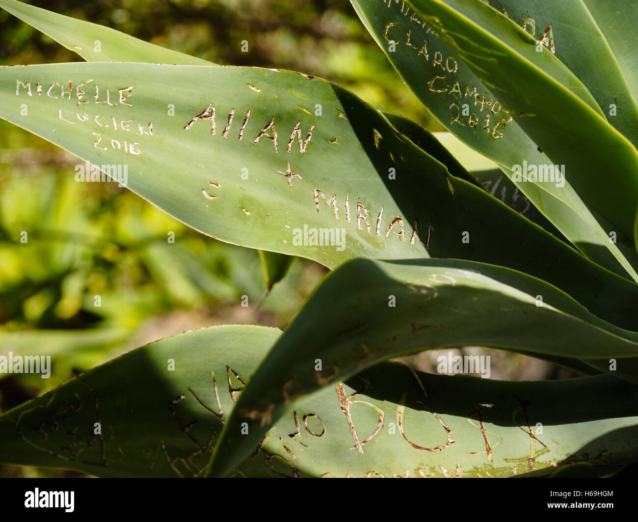 I visitatori del Madera giardino botanico di Funchal sono incisi i loro nomi e le sigle in alcune foglie di cactus Foto Stock