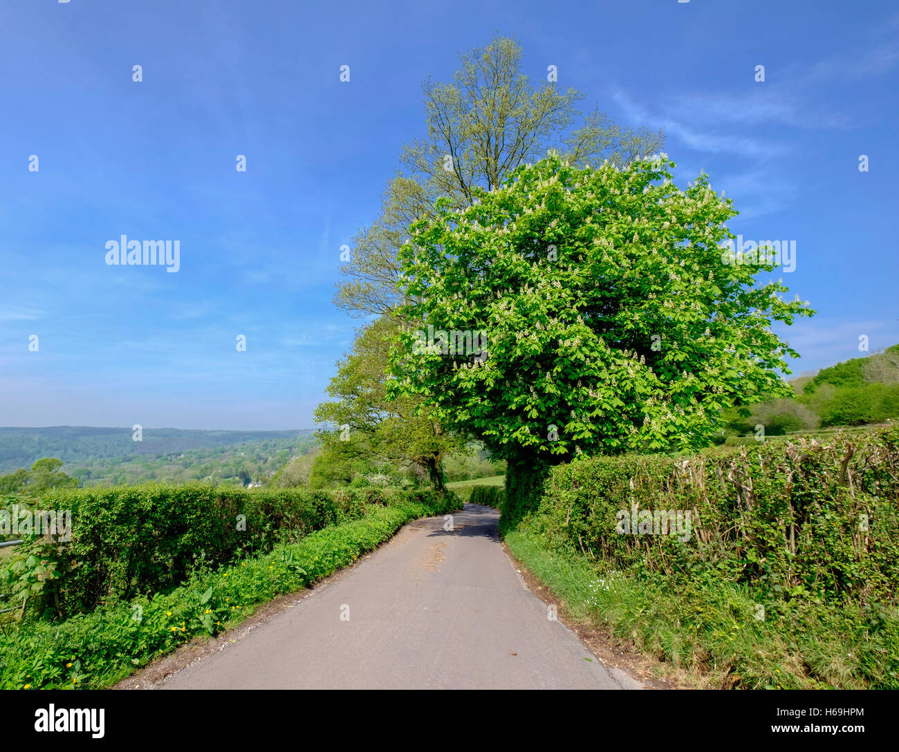 Stretta carrareccia puntato da alberi e siepi in Hewelsfield vicino alla Foresta di Dean, Gloucestershire England Regno Unito Primavera Foto Stock