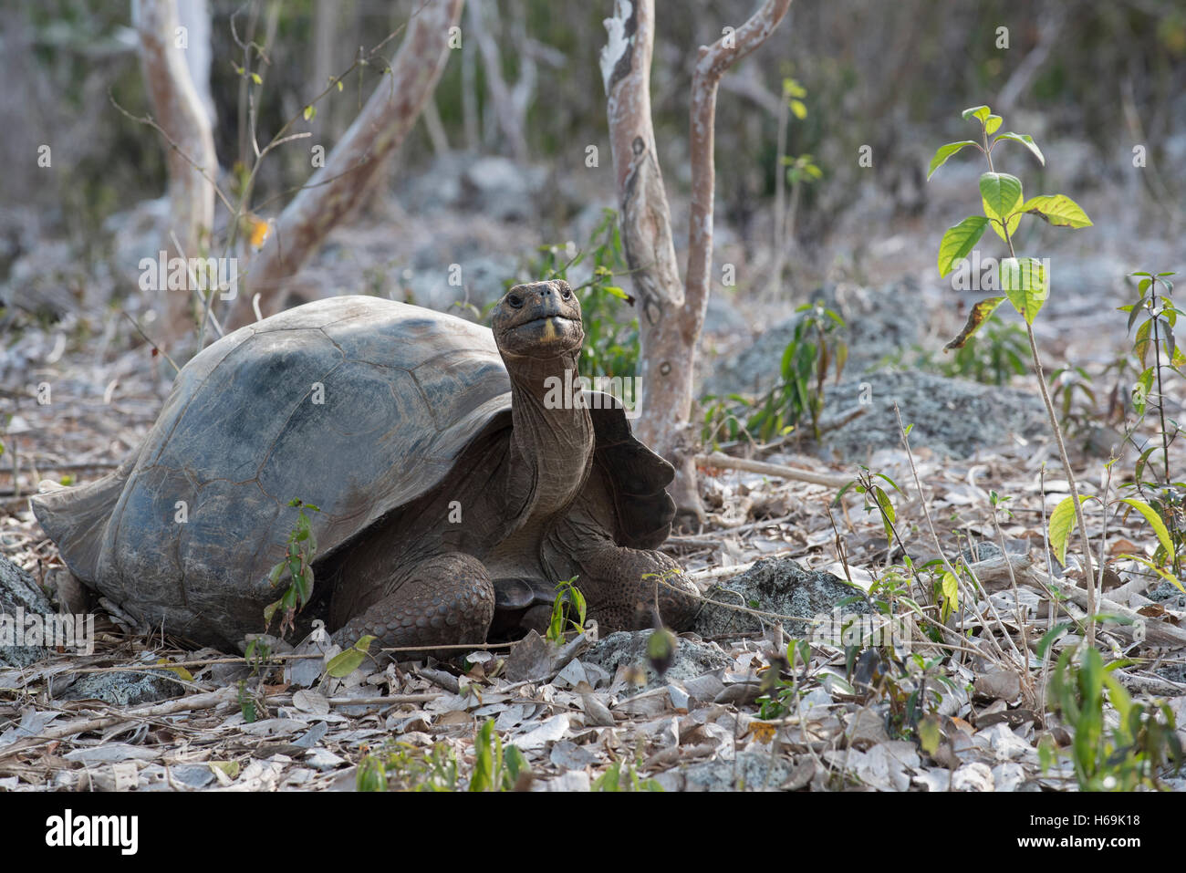 Wild la tartaruga gigante in ambiente naturale su isola Galapagos, la conservazione della fauna selvatica scena in pericolo di estinzione di specie di tartaruga. Foto Stock