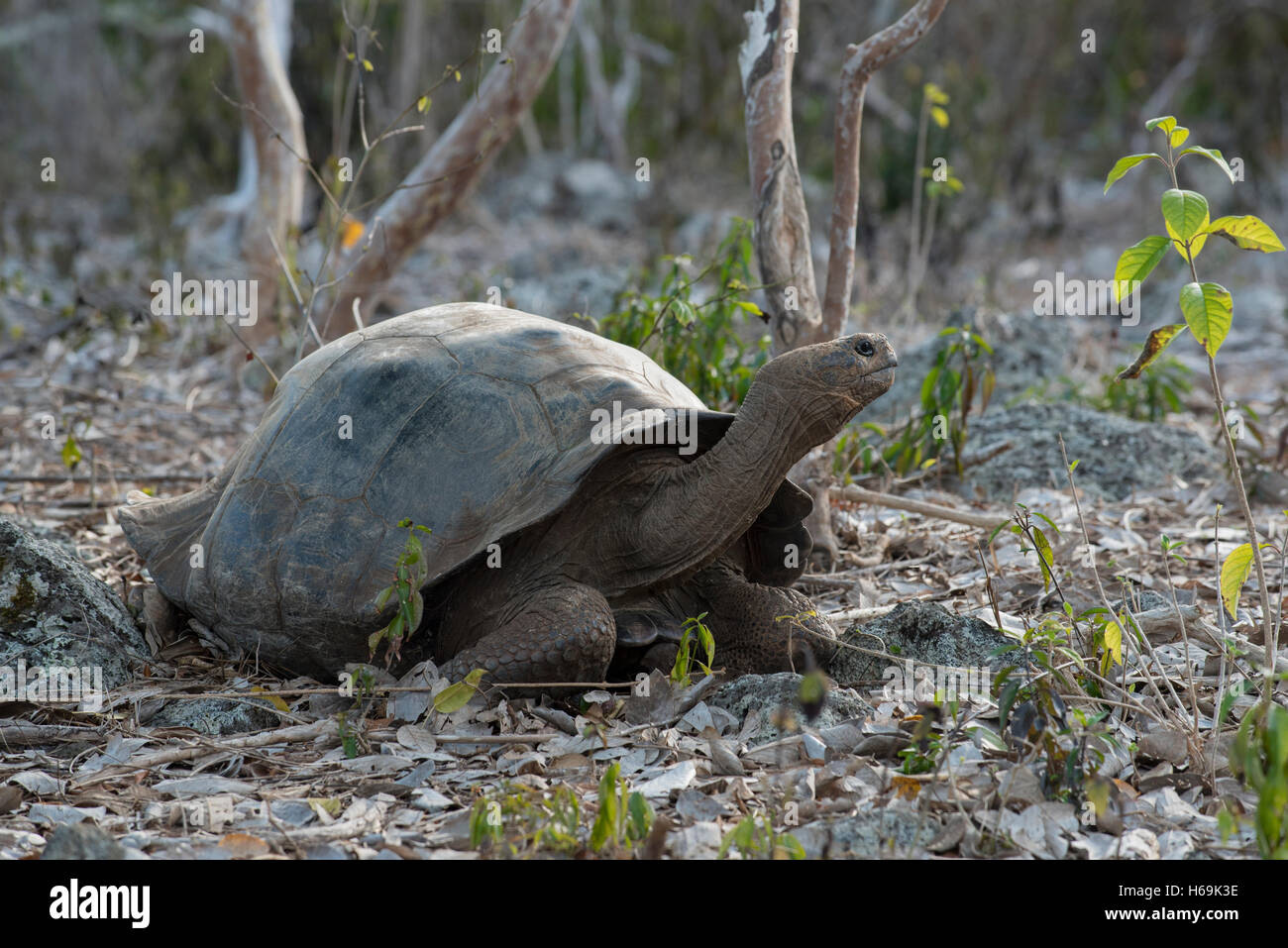 Wild la tartaruga gigante in ambiente naturale su isola Galapagos, la conservazione della fauna selvatica scena in pericolo di estinzione di specie di tartaruga. Foto Stock