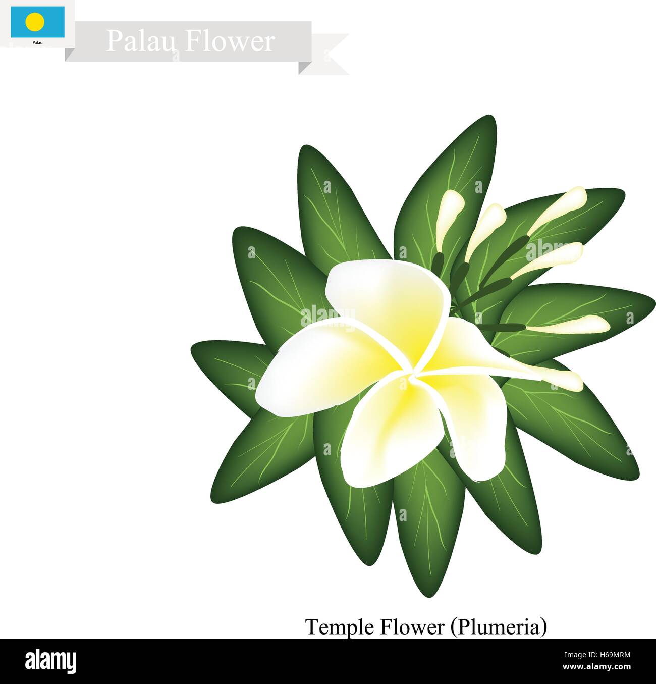 Palau Blossom, illustrazione del tempio fiore o Plumeria Frangipanis. Uno dei più popolari fiore in Palau. Illustrazione Vettoriale