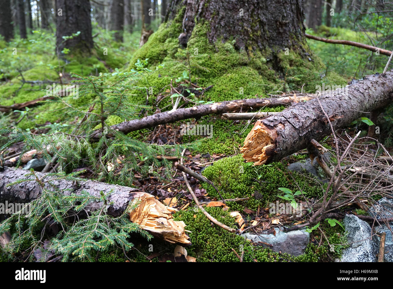 Albero caduto su moss-coperte suolo della foresta nel West Virginia del deserto di mirtillo palustre. Foto Stock