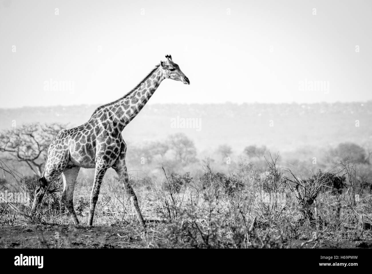 La giraffa a piedi nella boccola in bianco e nero nel Parco Nazionale di Kruger, Sud Africa. Foto Stock