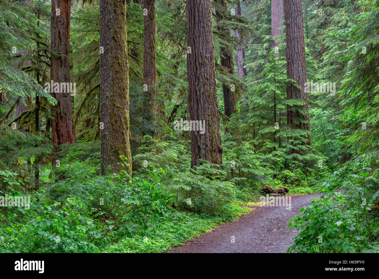 Stati Uniti d'America, Oregon, Willamette National Forest, Opal Creek Scenic Area ricreativa, sentiero attraverso lussureggianti, una vecchia foresta. Foto Stock