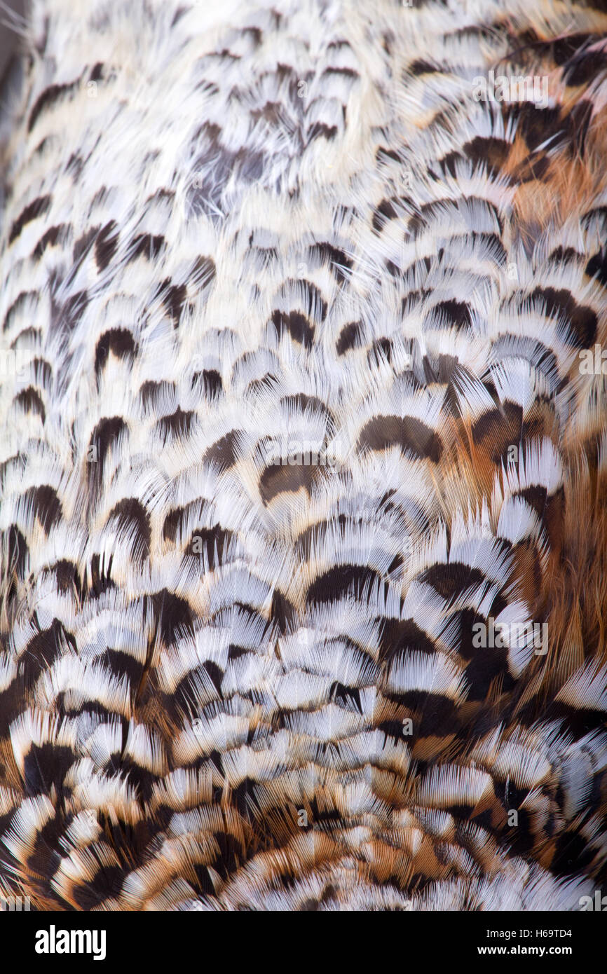 Piumaggio di un francolino di monte vicino, modello di foresta Foto Stock