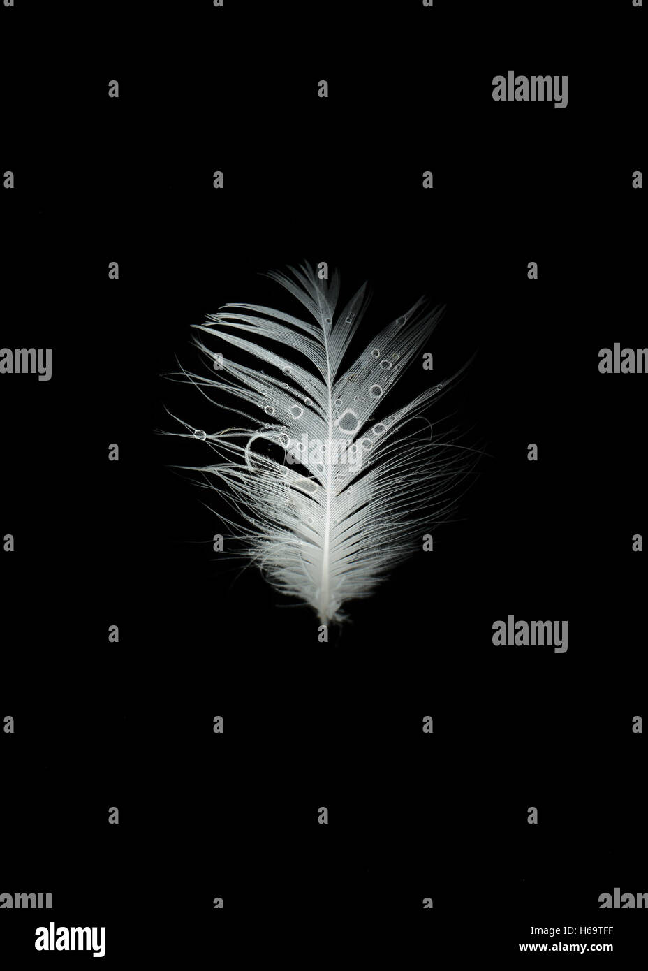 Piume bianche con le gocce di pioggia Foto stock - Alamy