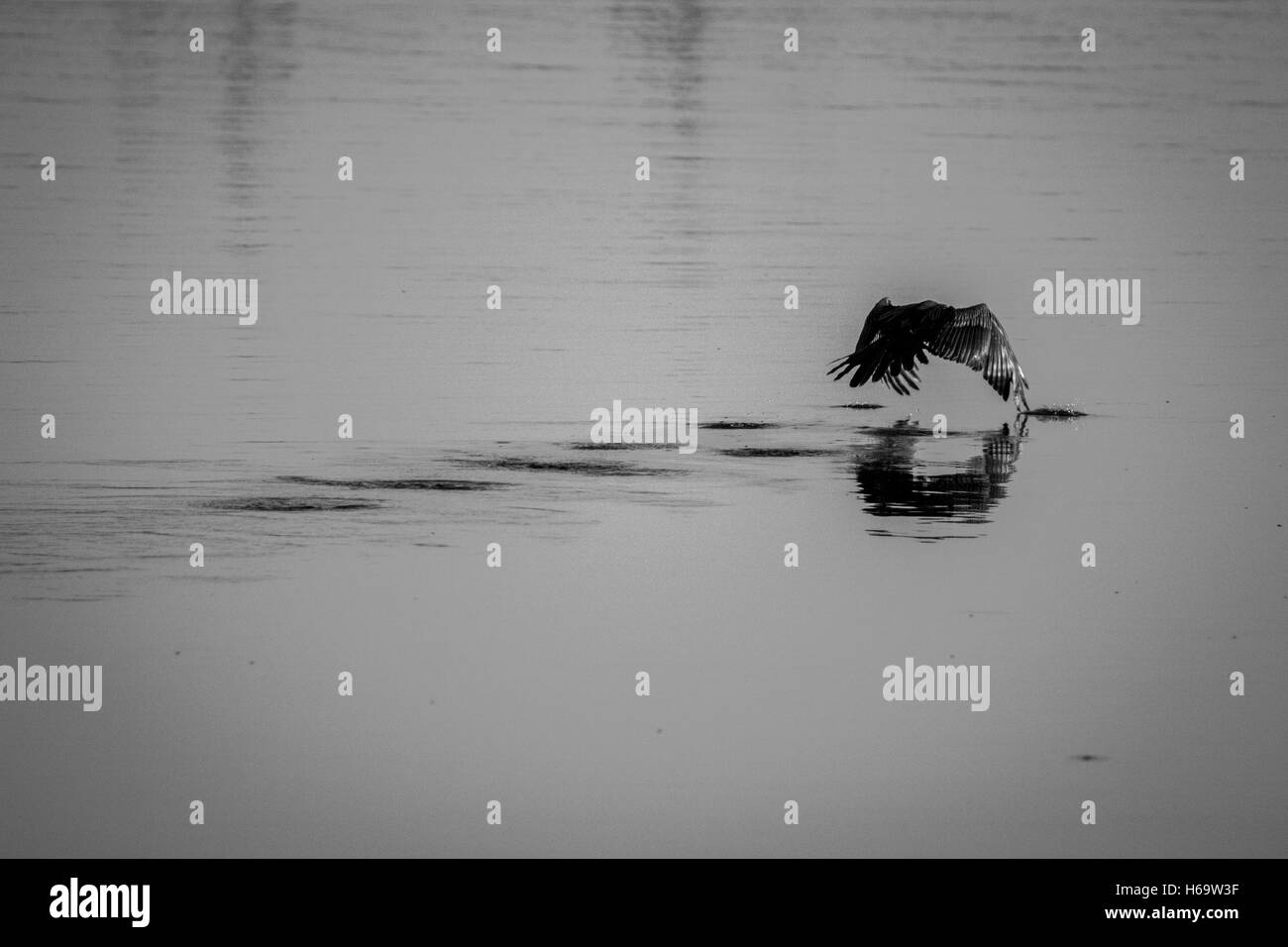 African darter volare sull'acqua in bianco e nero nel Parco Nazionale di Kruger, Sud Africa. Foto Stock