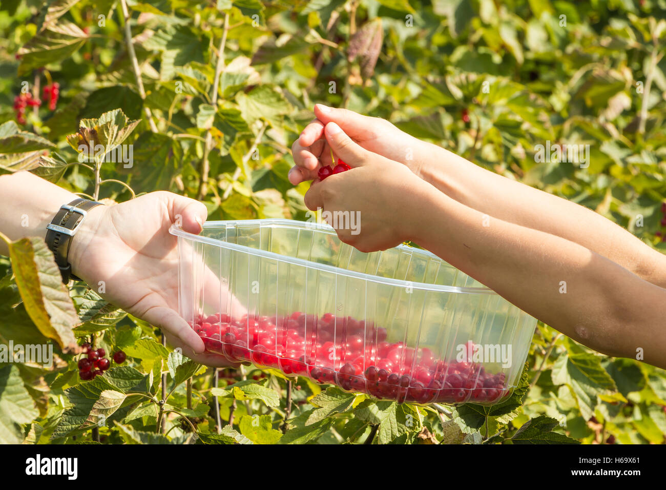 A Mareuil, Francia - 01 Agosto 2016 : donne e bambini che pick curants in un campo durante l'estate 2016 Foto Stock