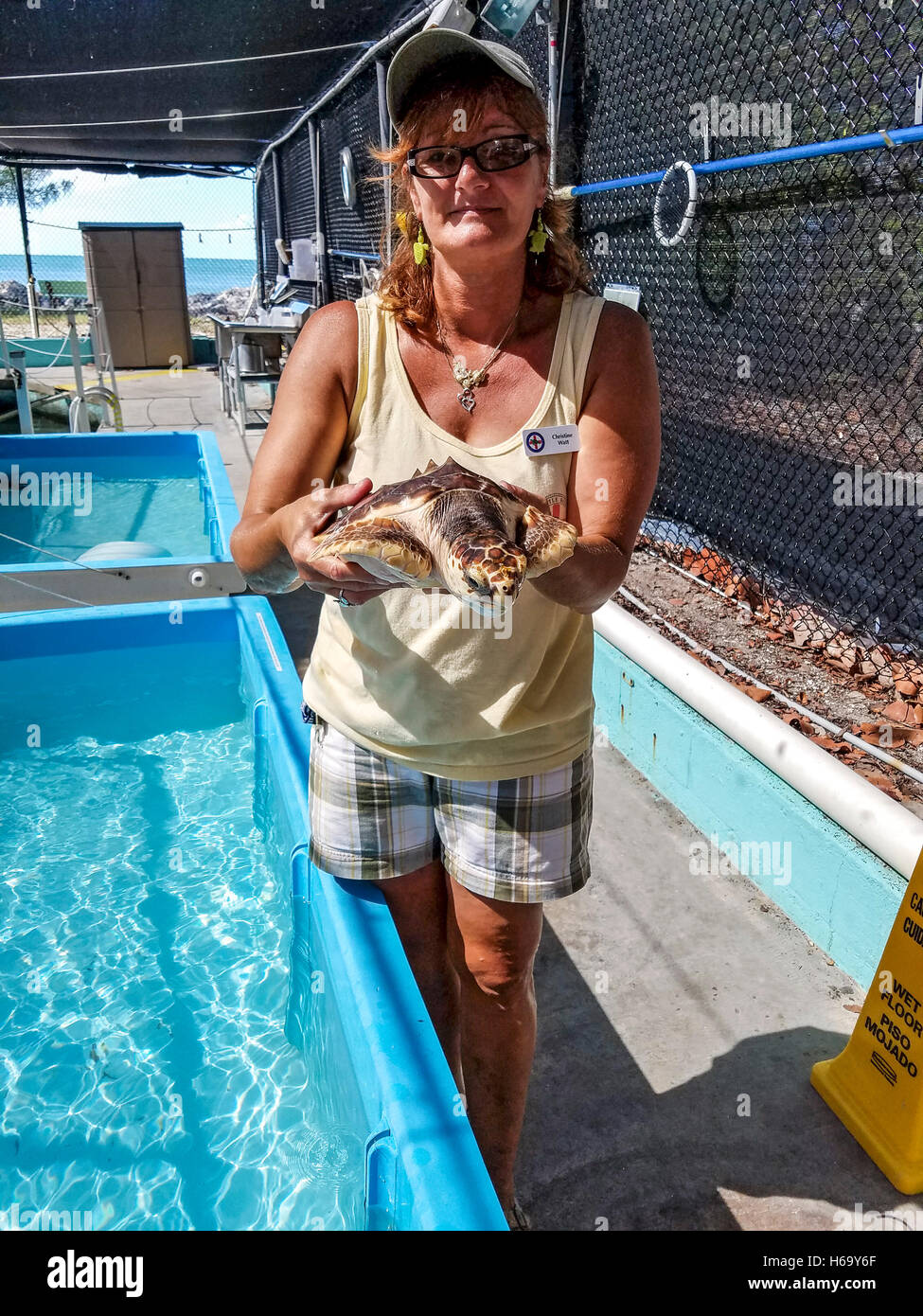 Guida mostra una tartaruga soccorse al Turtle Hospital di maratona, Florida. L'ospedale salvataggi di malati e feriti tartarughe Foto Stock