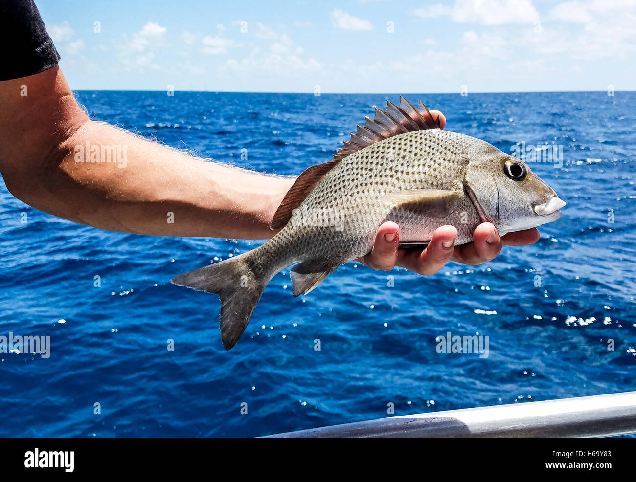 La pesca con Robbie spento islamorada. Azienda grunt nero (anche chiamato black margate) Foto Stock
