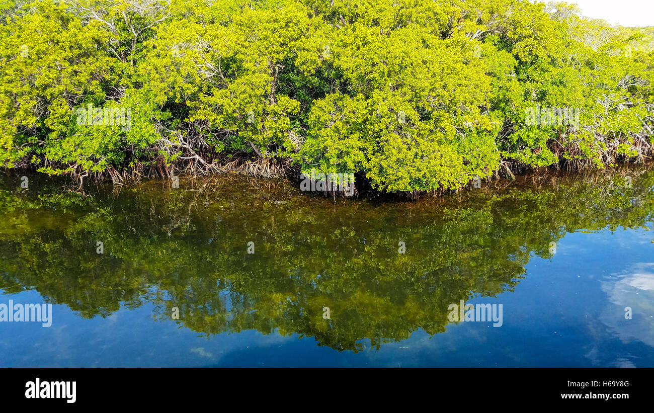 Isole di mangrovie, parte di John Pennekamp parco dello stato su Key Largo. Foto Stock