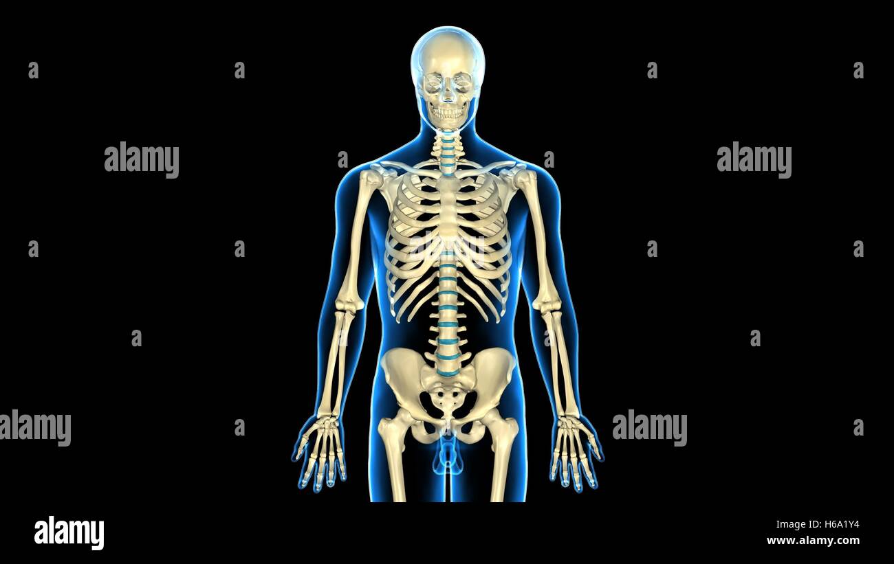rendering 3d del sistema anatomico scheletro del corpo umano Foto Stock