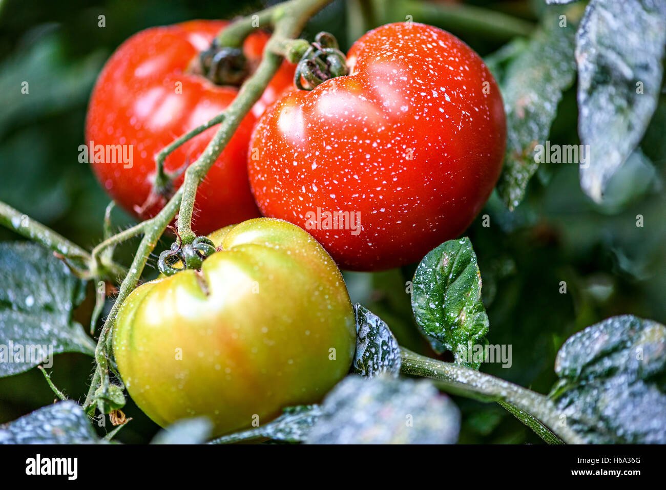 Mature pomodori naturali che cresce su un ramo in una serra. Profondità di campo Foto Stock