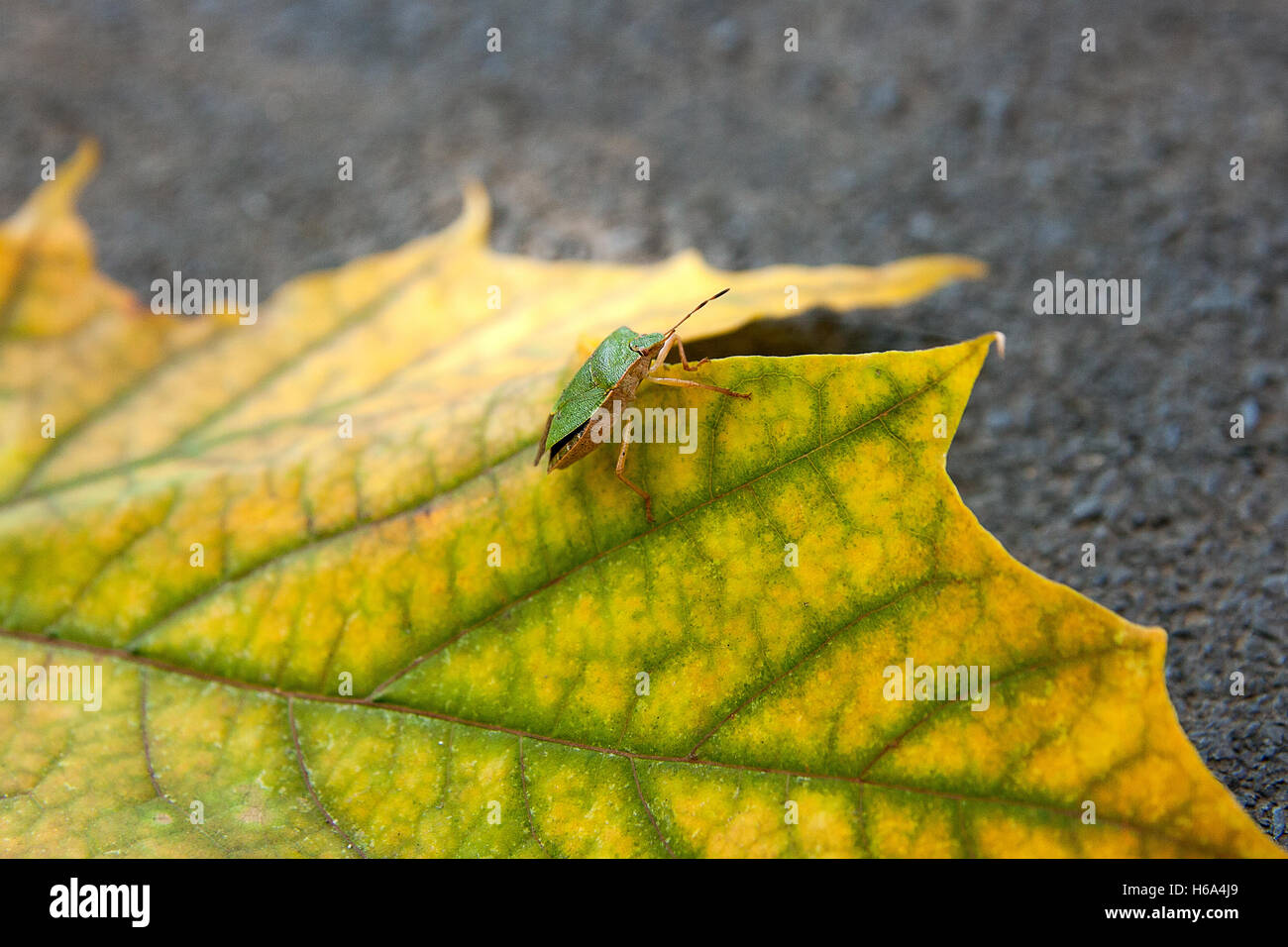 Vista ravvicinata di una schermatura verde bug o stink bug su autunno maple leaf. Il giallo e il Verde Foglia di acero come un simbolo di autunno sul buio Foto Stock