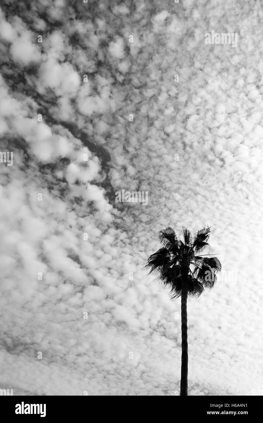 Un albero di palma stagliano contro la rottura di un cielo nuvoloso. Preso in bianco e nero Foto Stock