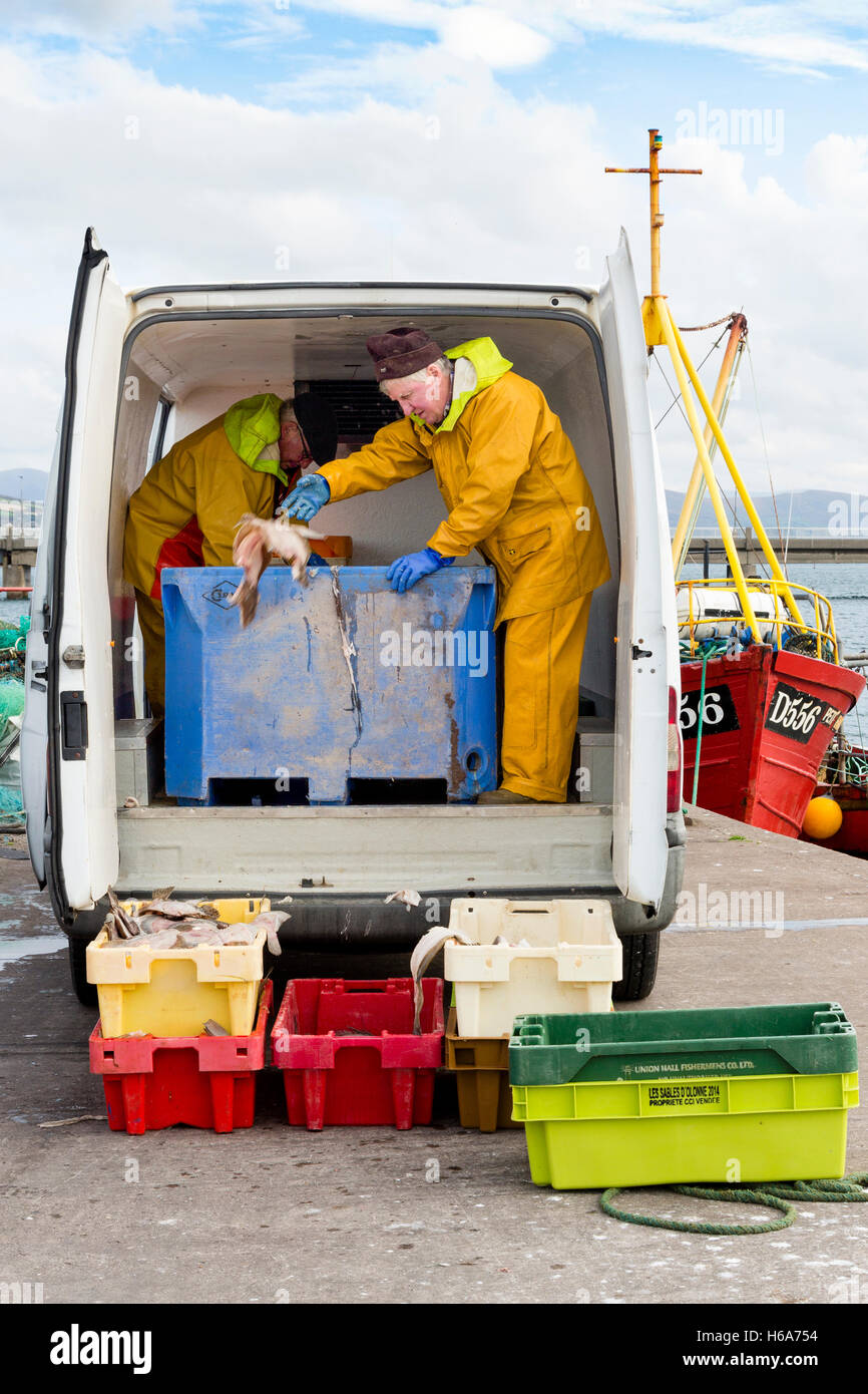 Ordinamento dei pescatori pesca del giorno. Portmagee, anello di Kerry, Irlanda Foto Stock