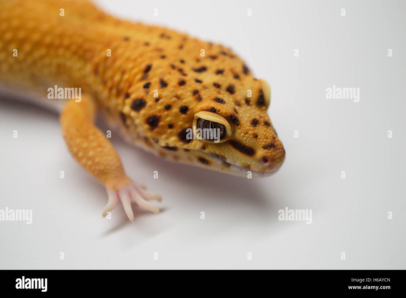 La fotografia macro Shot di un mandarino maschio Gecko di Leopard Foto Stock