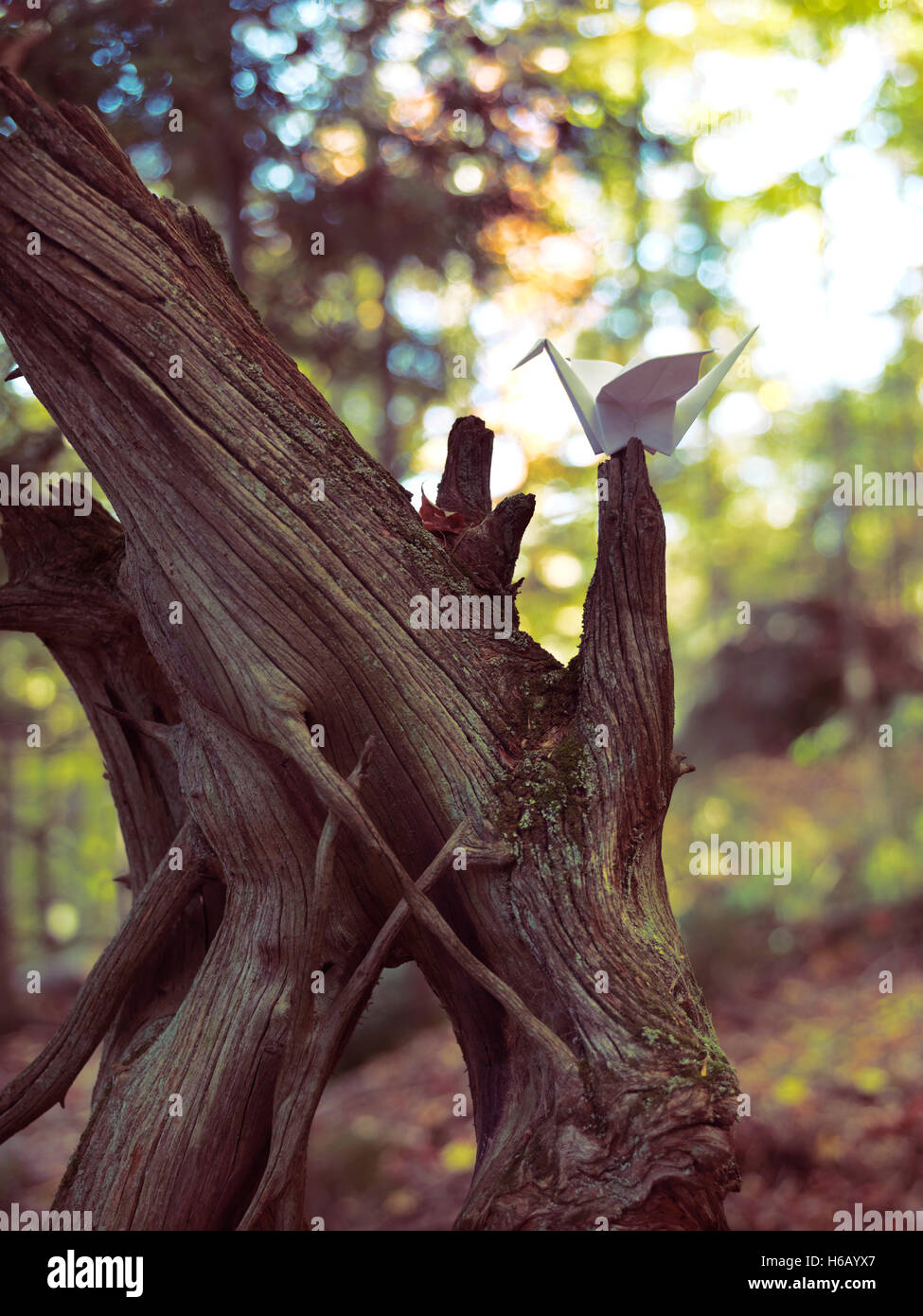Carta Origami gru seduto su un albero essiccato in autunno la natura paesaggio Foto Stock