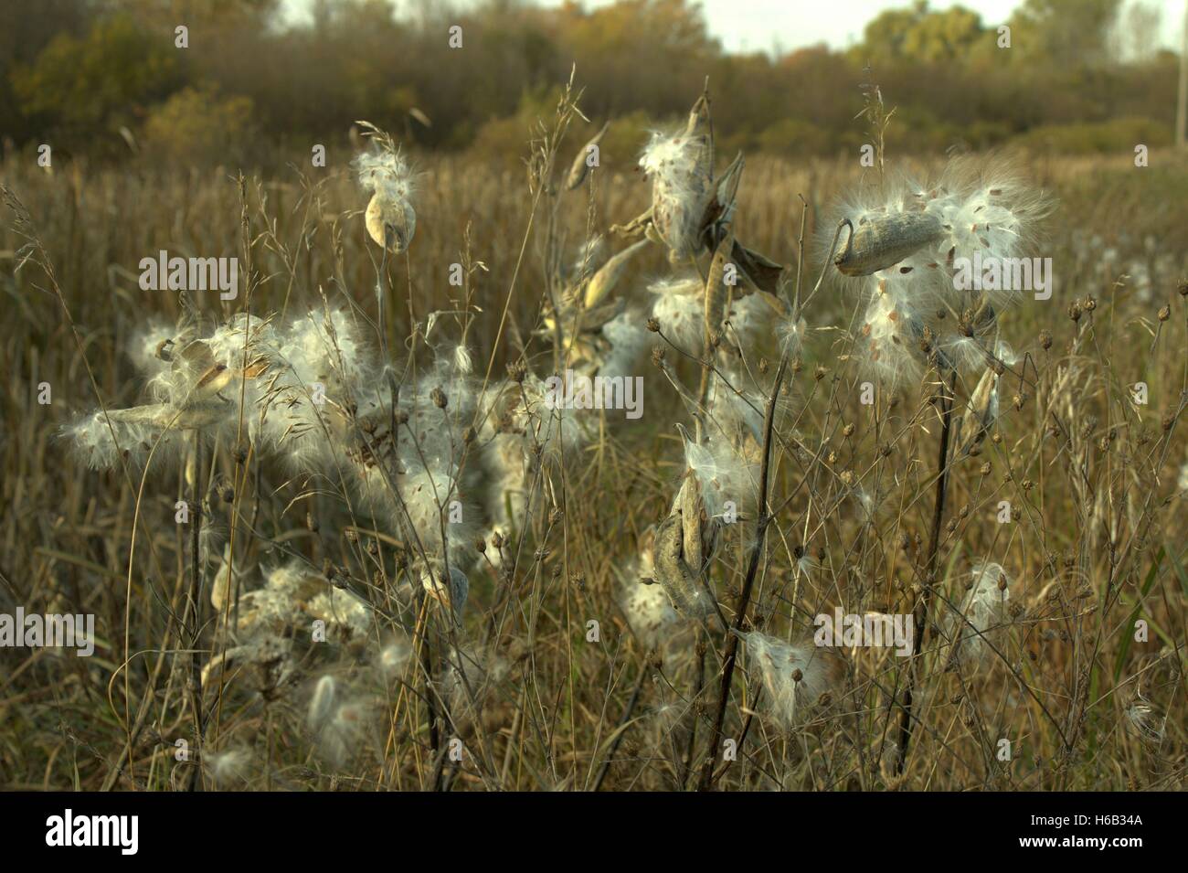 Milkweed andato a seme in un campo aperto, Osceola County, Michigan Foto Stock