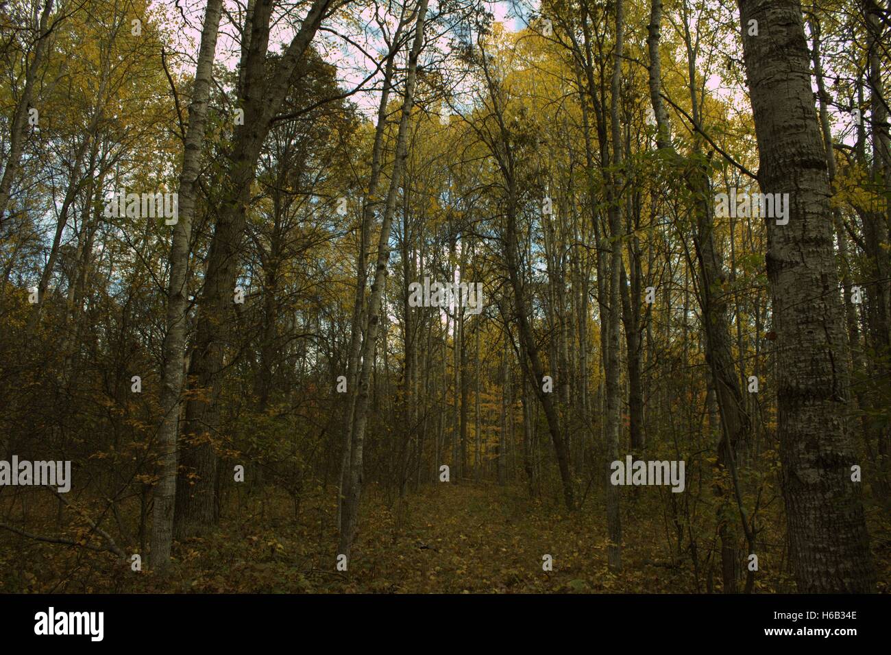 Camminando per un sentiero attraverso un supporto di pioppo in autunno, Osceola County, Michigan Foto Stock
