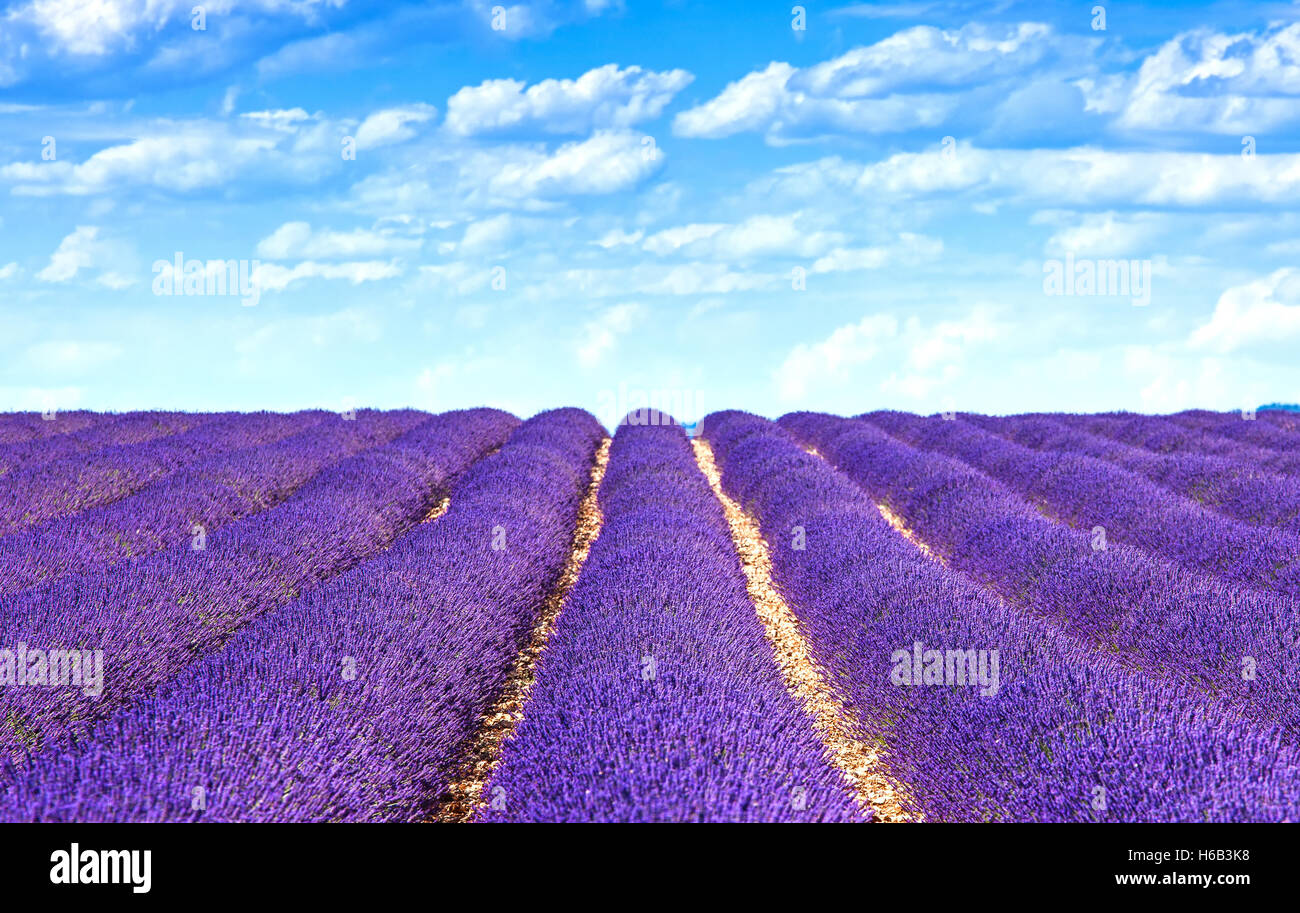 Lavanda fiori profumati di fioritura e campi in infinite righe. Altopiano di Valensole, Provenza, in Francia, in Europa. Foto Stock