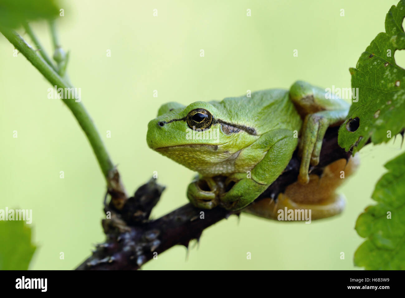 Raganella ( Hyla arborea ) appoggiata su blackberry viticcio, tipica posa, sfondo verde, perfetto mimetismo. Foto Stock
