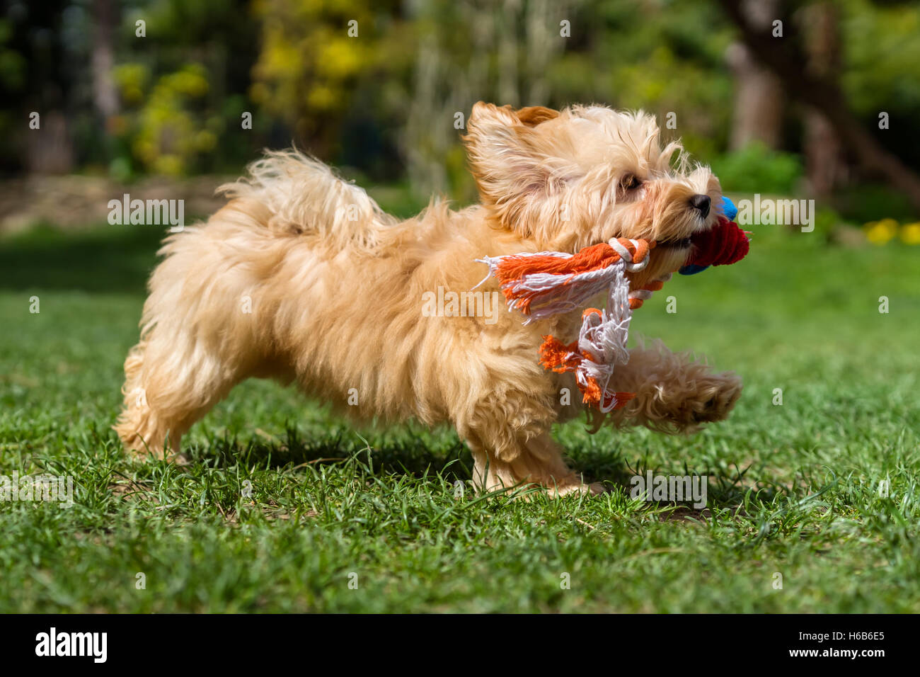 Felice havanese cucciolo in esecuzione con il suo giocattolo in un giardino di primavera Foto Stock