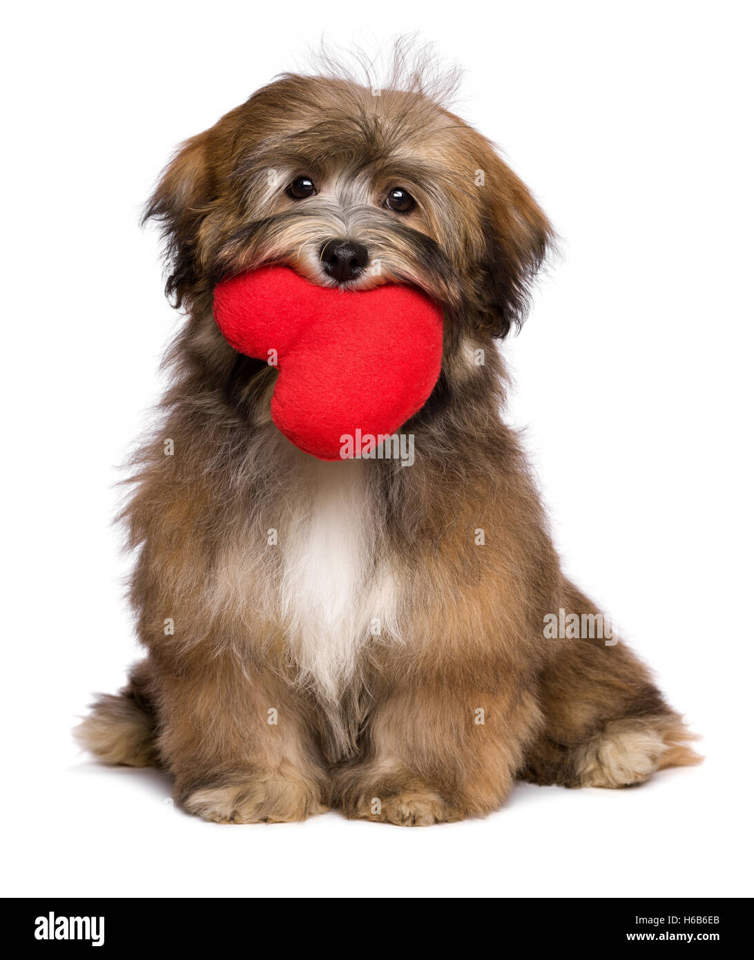 Amante havanese cucciolo di cane è in possesso di un cuore rosso nella sua bocca Foto Stock