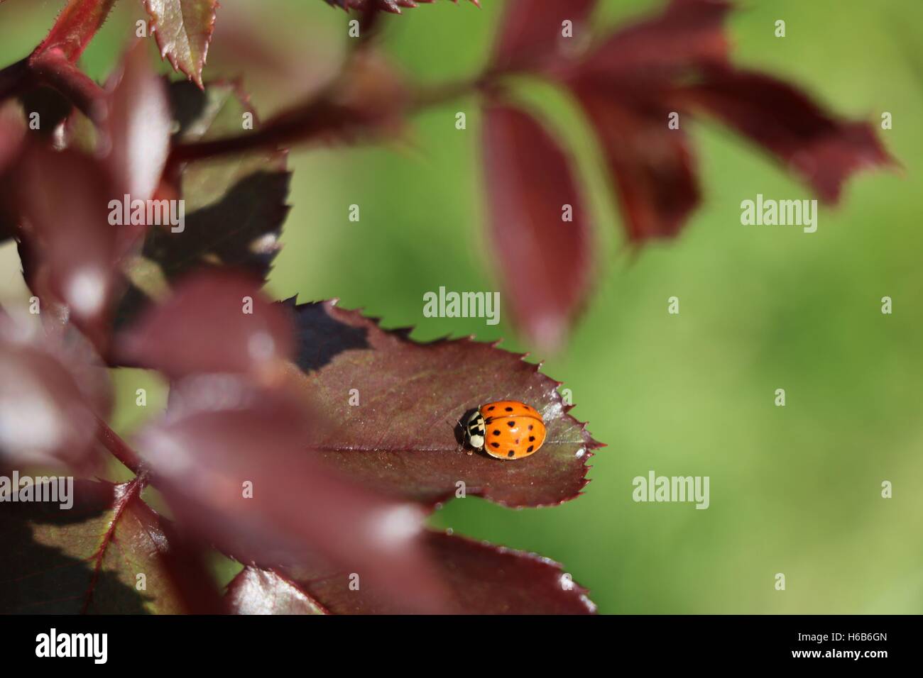 Coccinella sulla foglia disponibili in alta risoluzione e di diverse dimensioni per adattarsi alle esigenze del vostro progetto Foto Stock