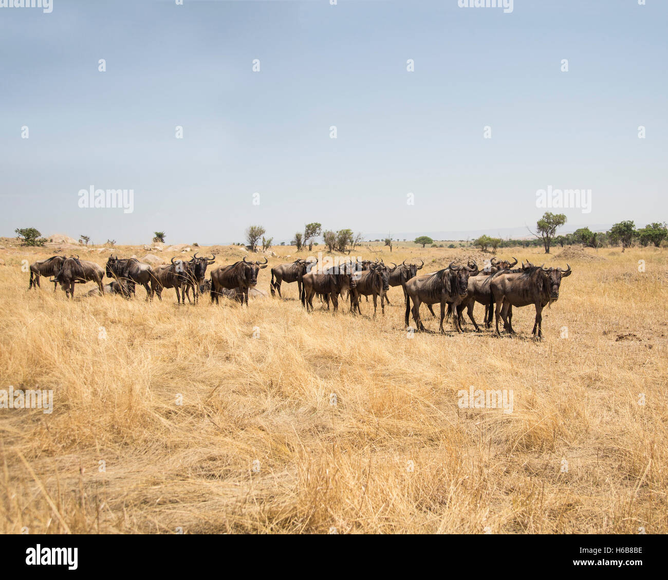 Una mandria di gnu nel Parco Nazionale di Tarangire e, Tanzania Foto Stock