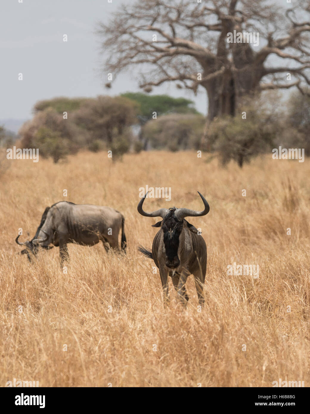 Due gnu pascolare nel Parco Nazionale di Tarangire e, Tanzania Foto Stock