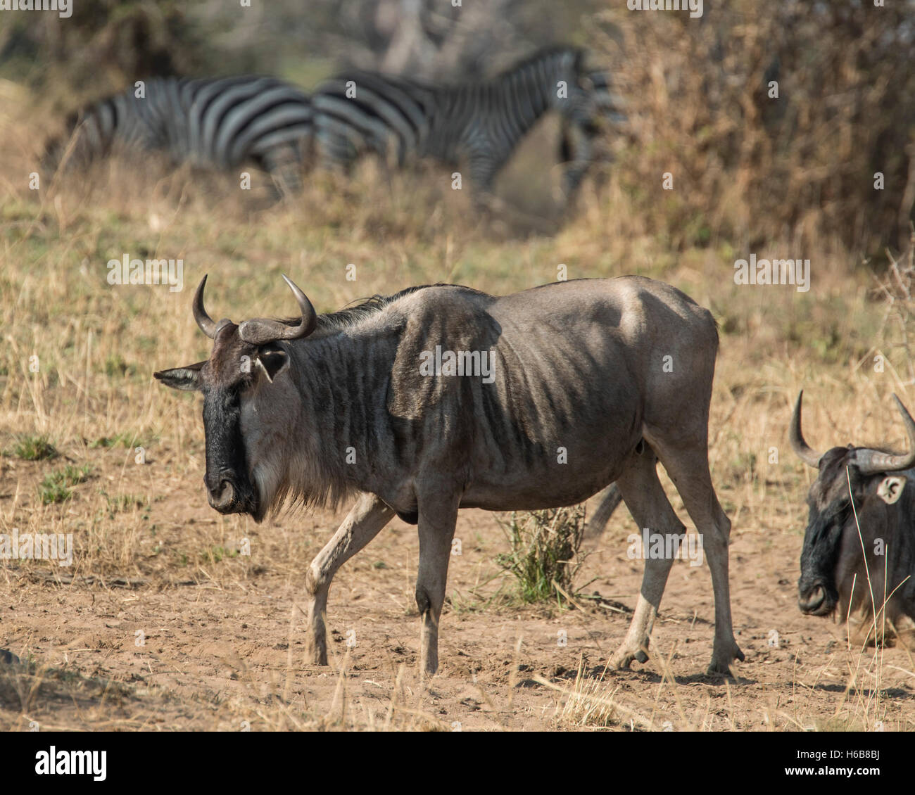 Un gnu nel Parco Nazionale di Tarangire e, Tanzania Foto Stock
