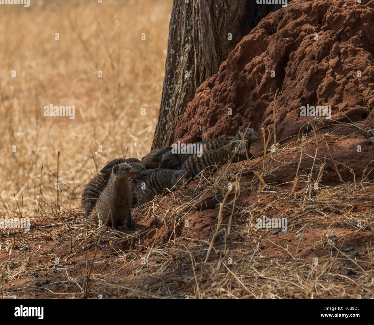 Mongooses nastrati su un tumulo termite nel Parco Nazionale di Tarangire e, Tanzania Foto Stock