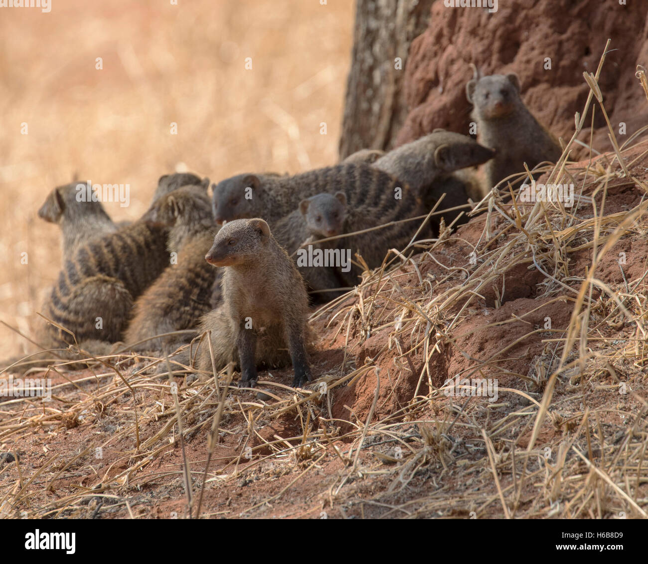 Mongooses nastrati su un tumulo termite nel Parco Nazionale di Tarangire e, Tanzania Foto Stock