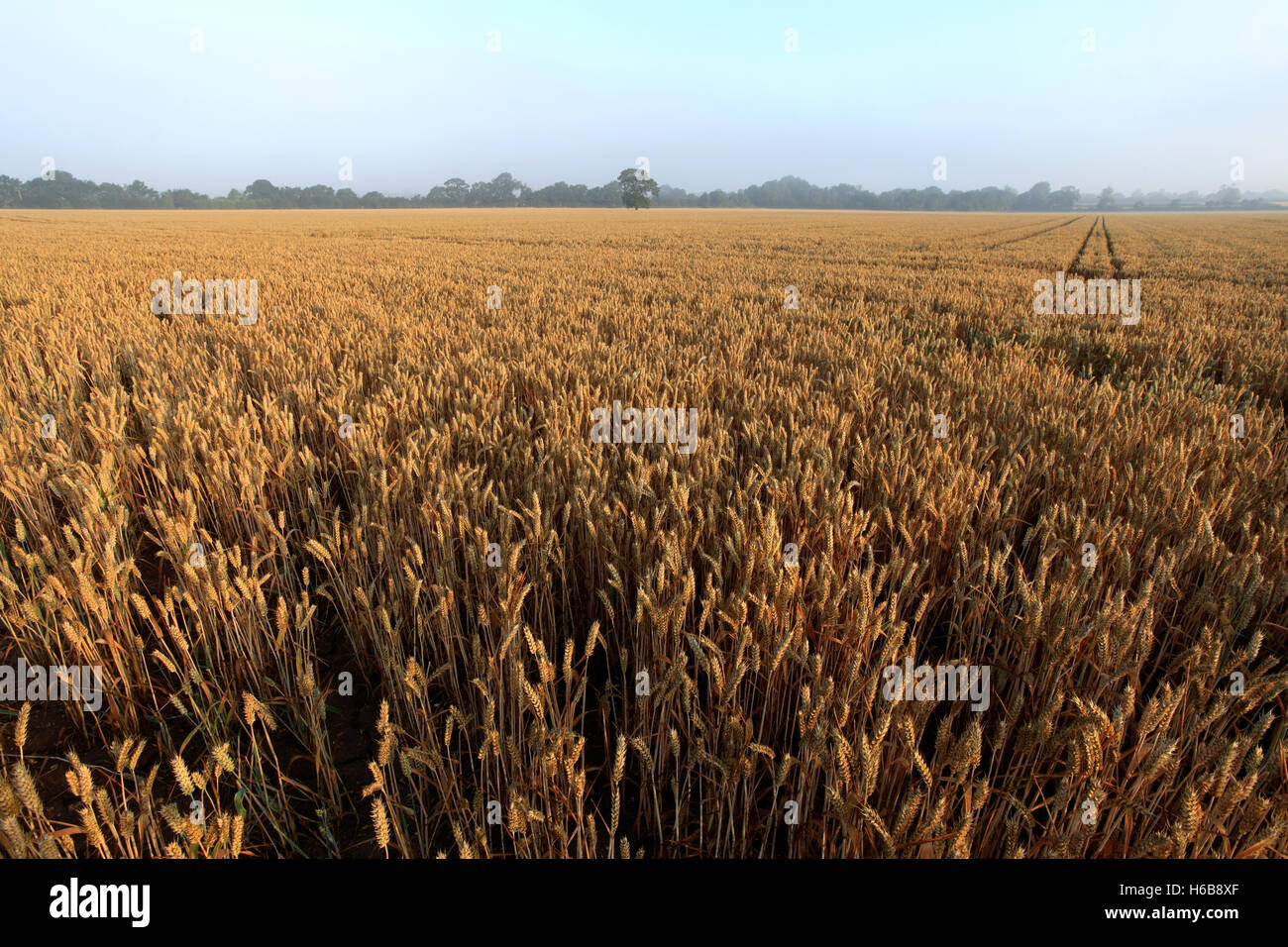 Maturazione estate campi di grano, contea di Norfolk, Inghilterra; Gran Bretagna; Regno Unito Foto Stock