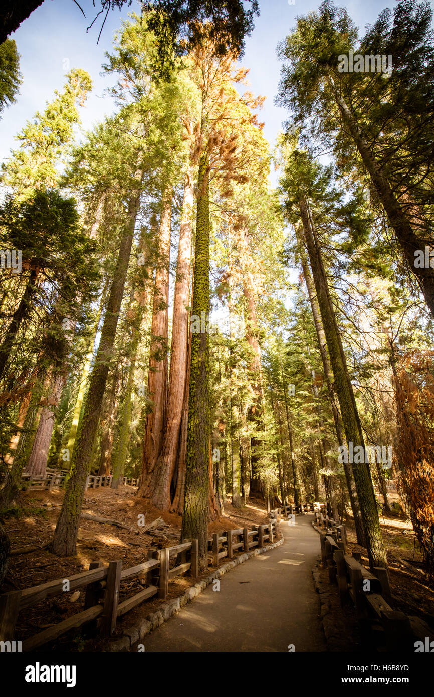 La famosa Foresta Gigante nel Parco Nazionale di Sequoia contenente la più grande del mondo di albero, la General Sherman albero di sequoia. Foto Stock