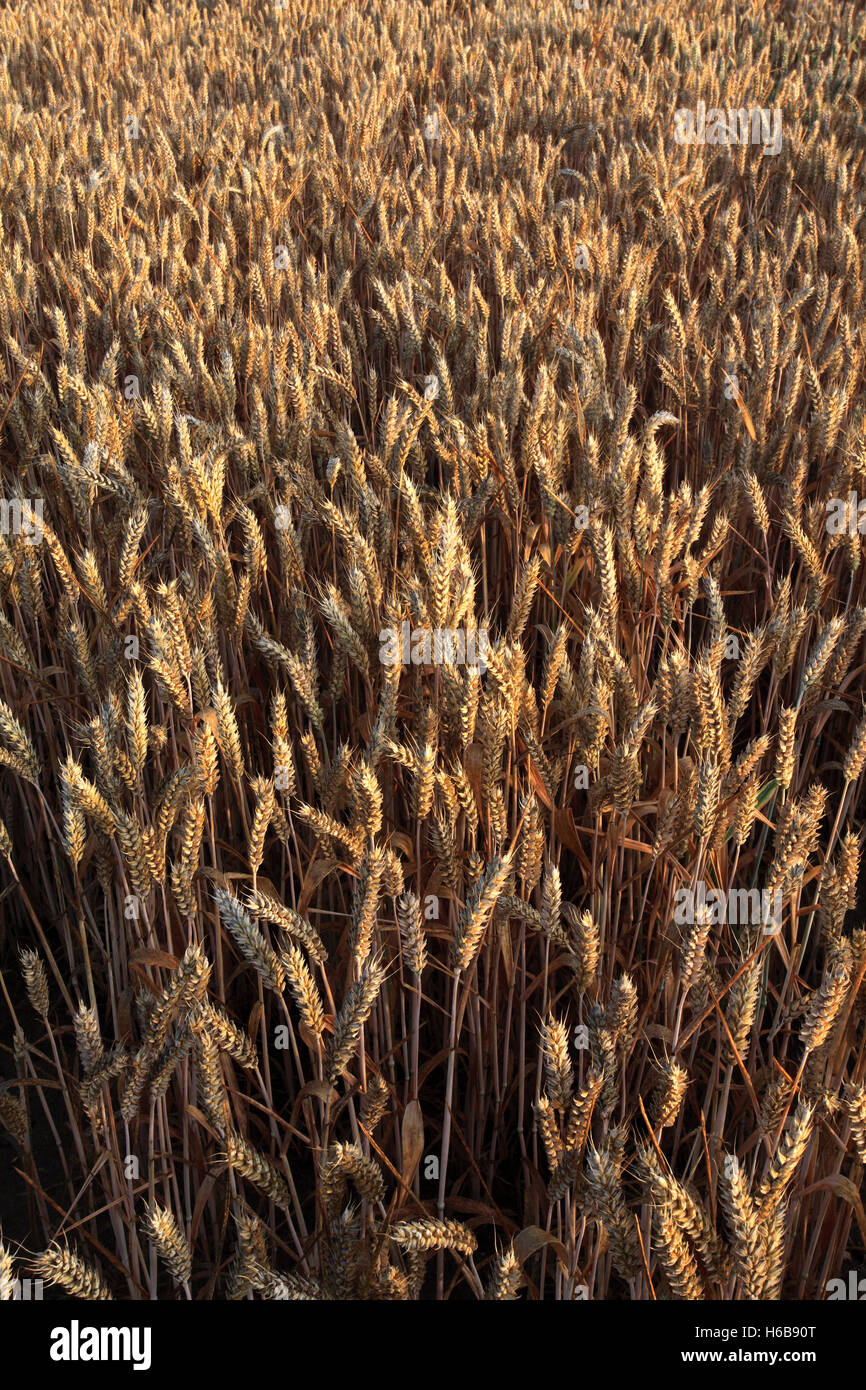 Maturazione estate campi di grano, contea di Norfolk, Inghilterra; Gran Bretagna; Regno Unito Foto Stock