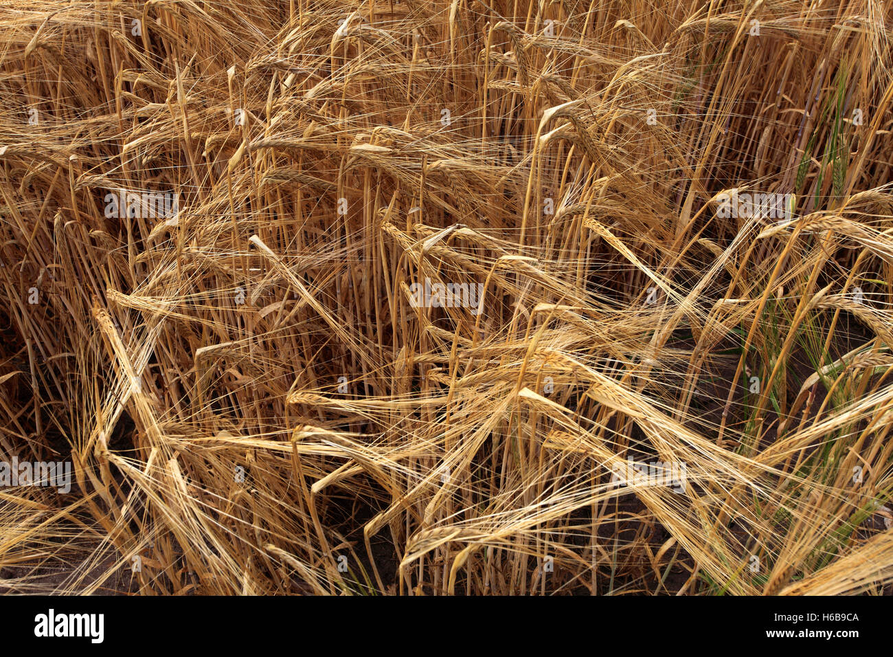 Maturazione estate campi di grano, contea di Norfolk, Inghilterra; Gran Bretagna; Regno Unito Foto Stock