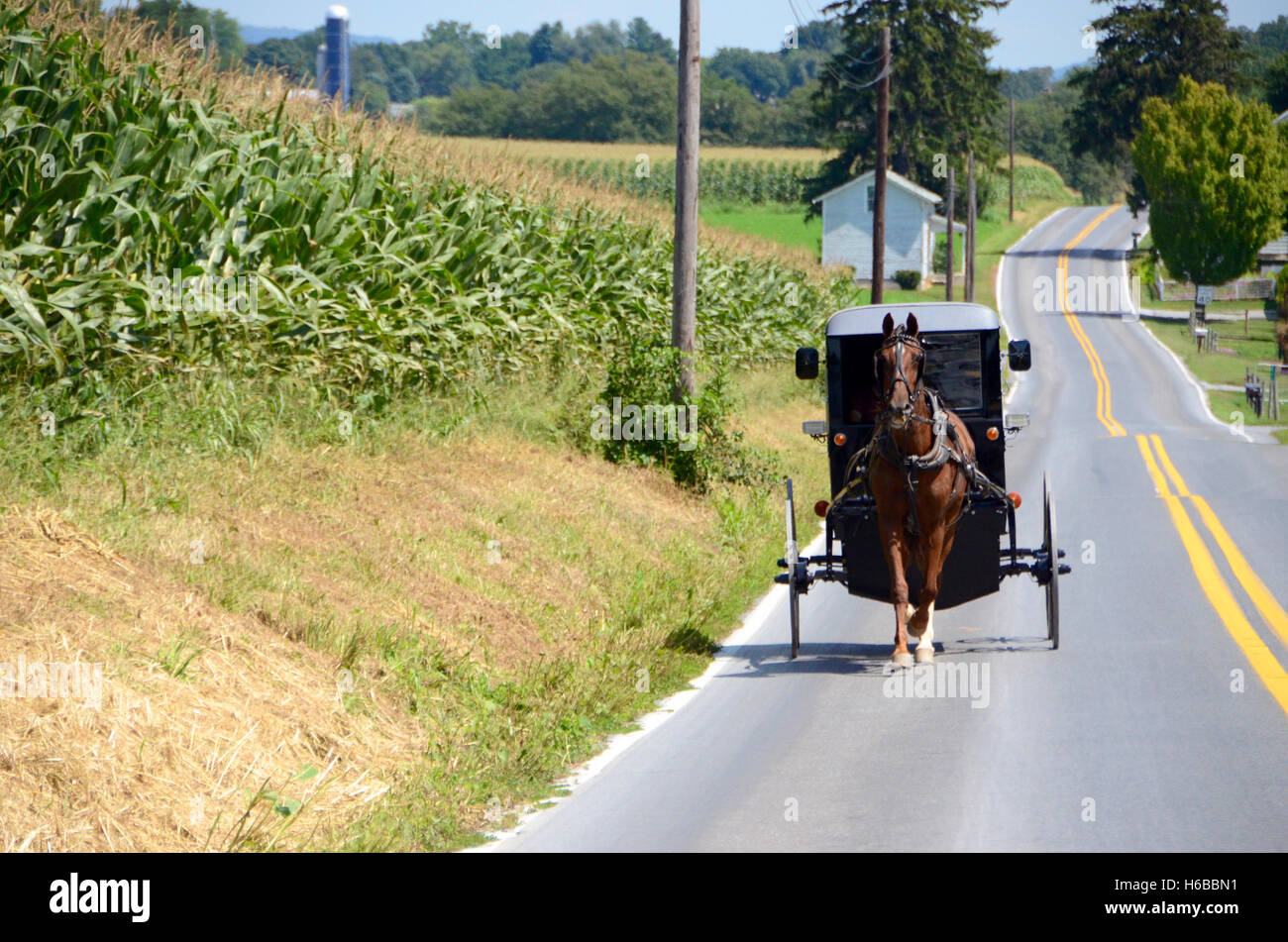Cavallo e amish buggy su strada in Pennsylvania passando il granturco dolce campo di coltivazione simon leigh giorno di estate cielo blu marrone castagna hors Foto Stock