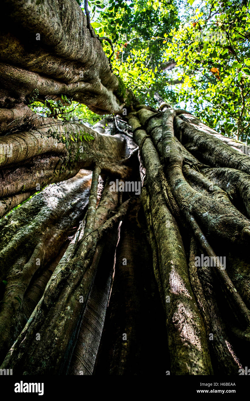 Bali Indonesia Trekking benjamini albero nella giungla vicino al lago Tamblingan Foto Stock